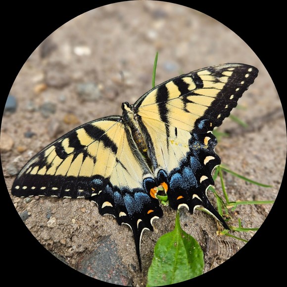 Meet your Posher, Georgia - Picture 1 of 1